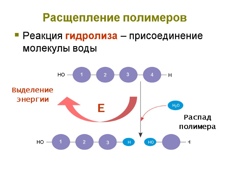 Реакция гидролиза – присоединение молекулы воды HO H Расщепление полимеров Распад полимера Выделение энергии